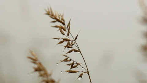 Drop of dew on grass blowing in the wind Stock Footage 107085114