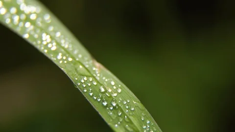 Drop of dew on the grass Stock Footage