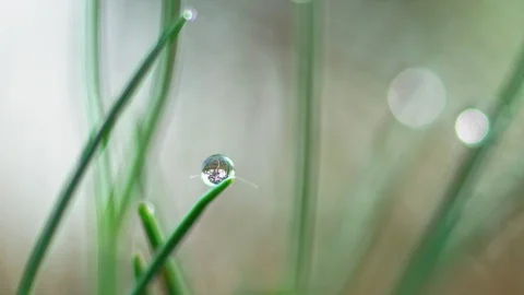A drop of dew on the grass. Macro Stock Footage 107803345