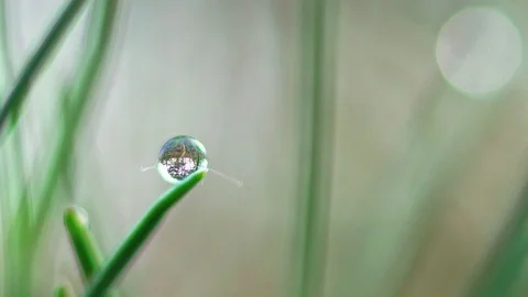 A drop of dew on the grass. Macro Stock Footage 107803885