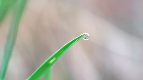 A drop of dew on the grass. Macro Stock Footage 107804309