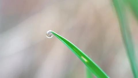 A drop of dew on the grass. Macro Stock Footage 107806597