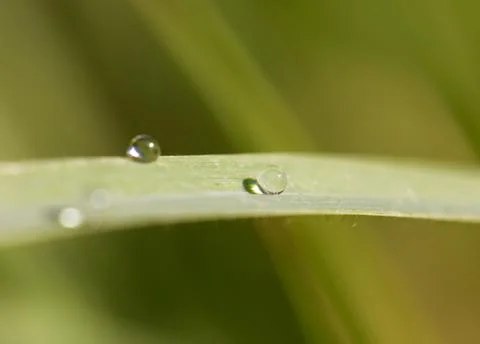 Drop of dew on the grass. macro Stock Photos