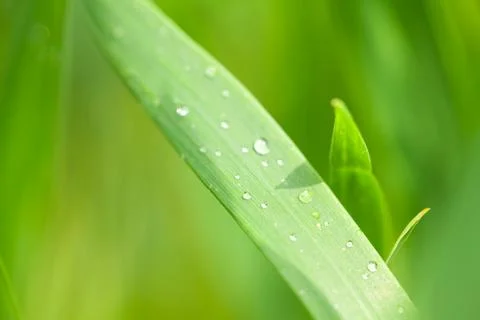 Drop of dew on the grass Stock Photos