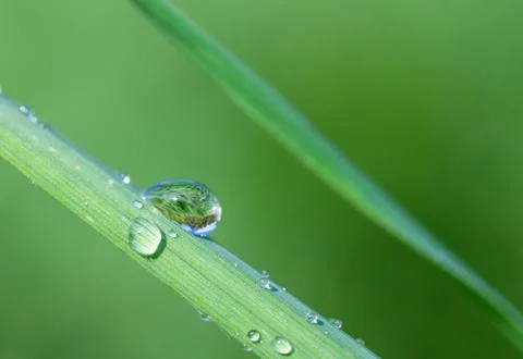 Drop of dew on the grass Stock Photos