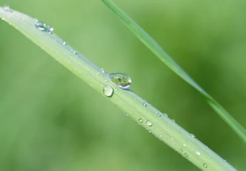 Drop of dew on the grass Stock Photos