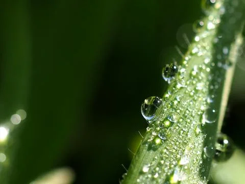 Drop of dew on grass Stock Photos