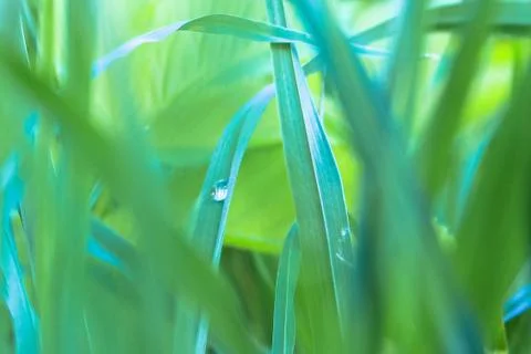 A drop of dew on a green grass stem in a selective focus Stock Photos