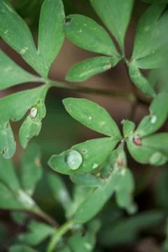 A drop of dew on a green leaf. close-up, macro photo. place for text Stock Photos