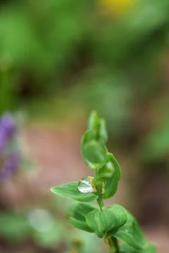 A drop of dew on a green leaf. close-up, macro photo. place for text Stock Photos