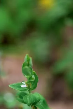 A drop of dew on a green leaf. close-up, macro photo. place for text Foto stock