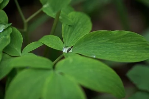 A drop of dew on a green leaf. close-up, macro photo. place for text Stock Photos