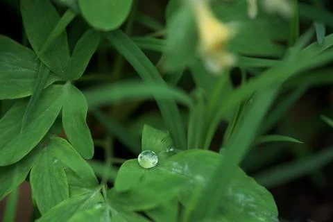 A drop of dew on a green leaf. close-up, macro photo. place for text Stock Photos