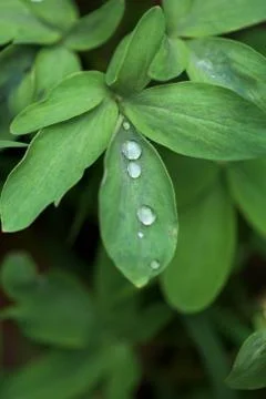A drop of dew on a green leaf. close-up, macro photo. place for text Stock Photos
