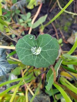 Drop of dew on a green leaf Stock Photos