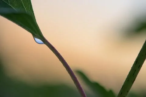 A drop of dew on the green stem. beige background Stock Photos