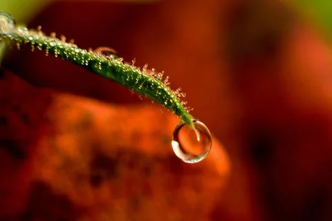 A drop of dew hangs from the edge of the leaf. Stock Photos