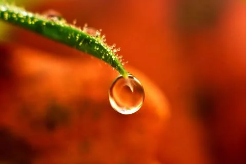 A drop of dew hangs from the grass Stock Photos