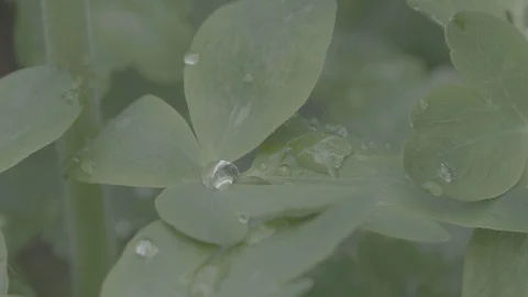 A drop of dew on a leaf Stock Footage 92103826