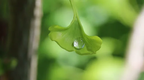  drop of dew on a leaf of ginkgo Stock Footage 25122871