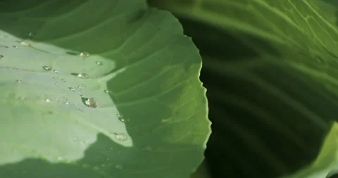 A drop of dew on a leaf. Ripe juicy white cabbage head growing Stock Footage 322175428
