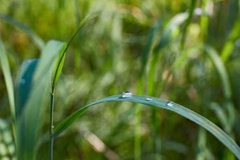 A drop of dew on the leaves of grass Stock Photos