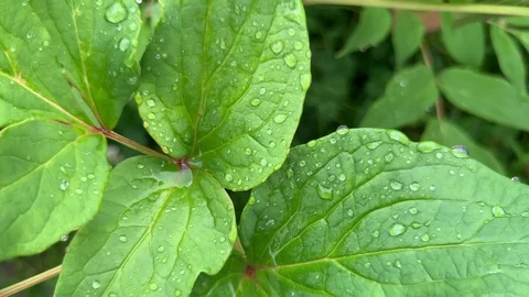 Drop of dew in morning on leaf with sun light Stock Footage 114489756