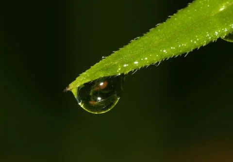 Drop of dew Stock Photos