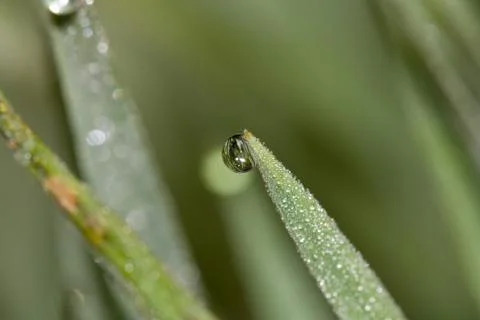 Drop of dew Stock Photos