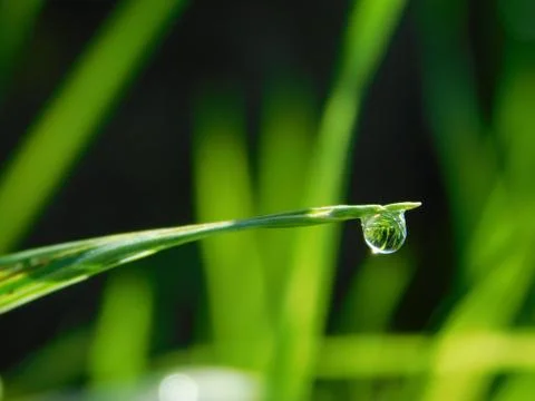 A drop of dew Stock Photos