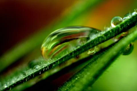 A drop of dew Stock Photos
