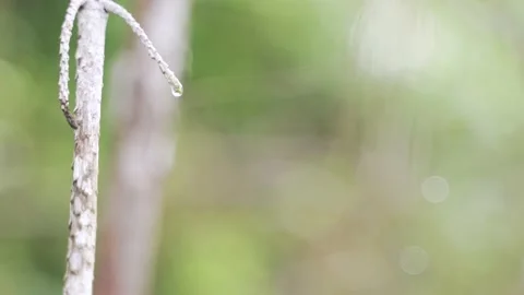 The drop of dew water Stock Footage 165680967