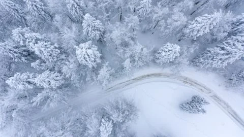 Drop down of a road through snow covered forest. Stock Photos
