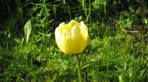 Drop-down tulip bud early spring morning Stock Footage 999752