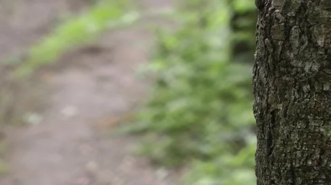 Drop down two boards from the wood for labels Stock Footage 64208566