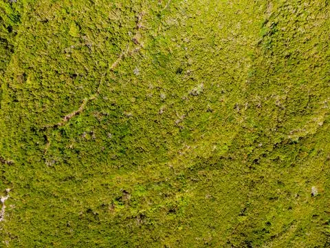 Drop down view of hiking trail running through fern forest. Stock Photos