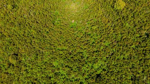 Drop down view of lush fern glade. Stock Photos
