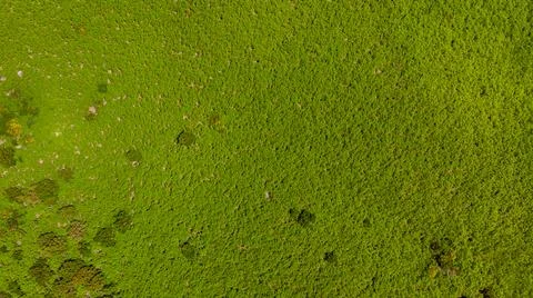Drop down view of lush fern glade. Stock Photos