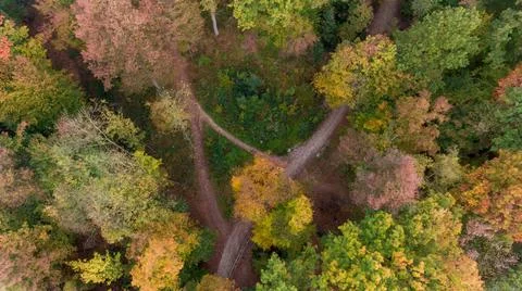 Drop down view of many trails running through trees in a park. Stock Photos