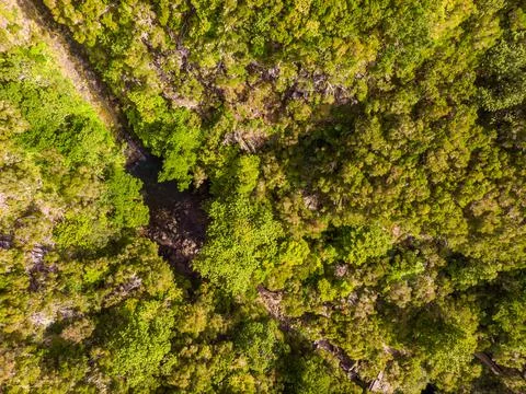 Drop down view of river runing through forest. Stock Photos