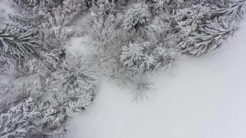 Drop down view of snow covered forest. Stock Photos