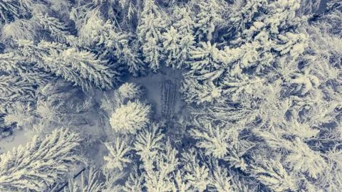 Drop down view of snow covered forest. Stock Photos