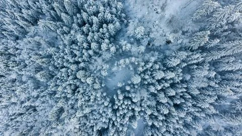 Drop down view of snow covered forest. Stock Photos