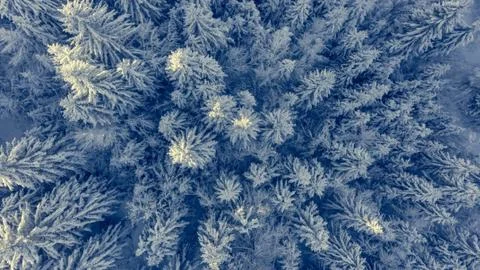 Drop down view of snow covered forest. Stock Photos