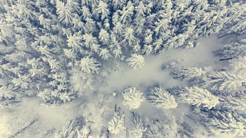 Drop down view of snow covered forest. Stock Photos
