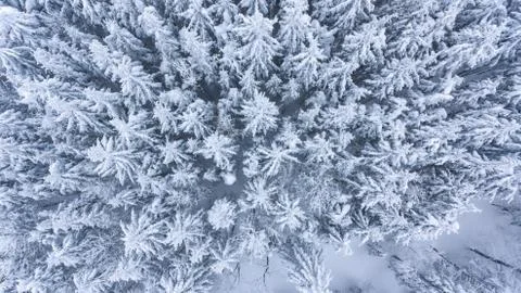Drop down view of snow covered forest. Stock Photos