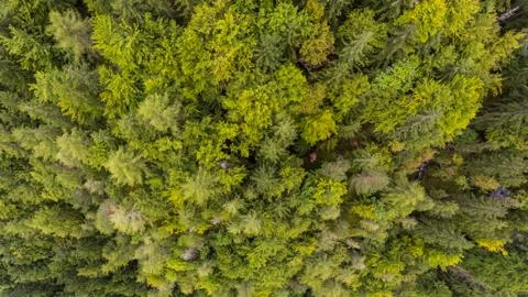Drop down view of tree tops. Stock Photos