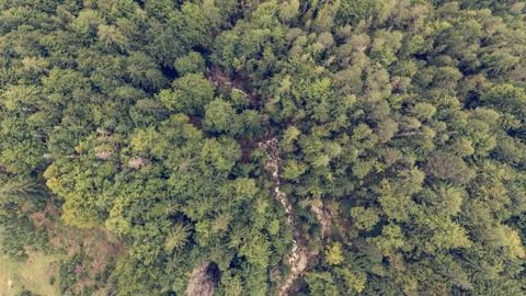 Drop down view of tree tops. Stock Photos