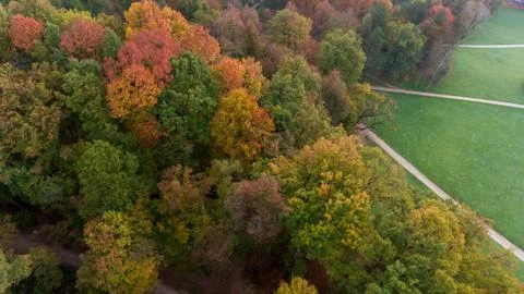 Drop down view of tree tops starting to change color. Stock Photos