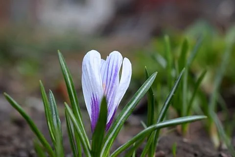 Drop-down white crocus flower close-up. Stock Photos